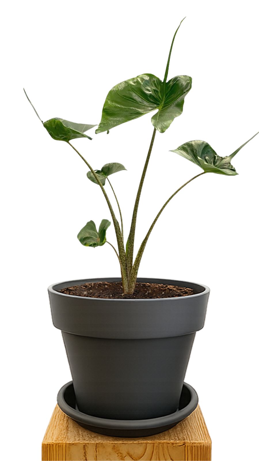 Plant kit 30 Anthracite